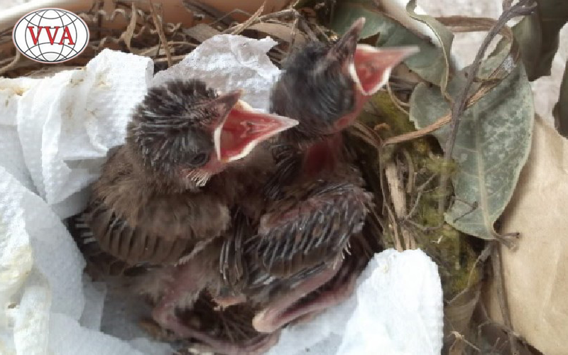 Hình 2: Cho chim non ăn